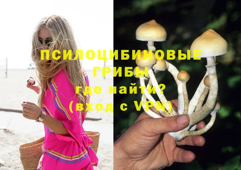 дарк нет клад  Новосибирск  Псилоцибиновые грибы Cubensis 